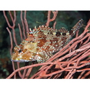 Sebastiscus marmoratus (Cuvier, 1829)