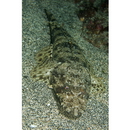 Inegocia ochiaii Imamura, 2010