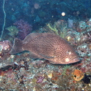 Epinephelus areolatus (Forsskal, 1775)
