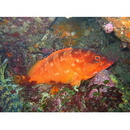 Epinephelus fasciatus (Forsskal, 1775)