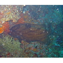 Epinephelus morrhua (Valenciennes, 1833)