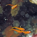 Pseudanthias squamipinnis (Peters, 1855)