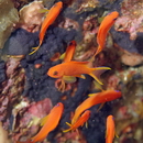 Pseudanthias squamipinnis (Peters, 1855)