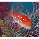 Sacura margaritacea (Hilgendorf, 1879)