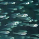 Ostorhinchus semilineatus (Temminck et Schlegel, 1843)