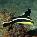 Diagramma pictum (Thunberg, 1792)