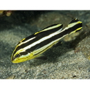 Diagramma pictum (Thunberg, 1792)