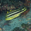 Diagramma pictum (Thunberg, 1792)