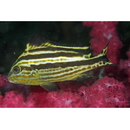 Diagramma pictum (Thunberg, 1792)