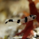 Diagramma pictum (Thunberg, 1792)