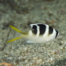 Monotaxis grandoculis (Forsskal, 1775)