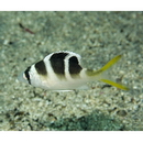 Monotaxis grandoculis (Forsskal, 1775)