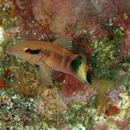 Parupeneus multifasciatus (Quoy et Gaimard, 1825)