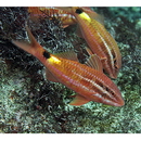 Parupeneus spilurus (Bleeker, 1854)