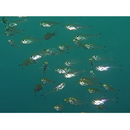 Parapriacanthus ransonneti Steindachner, 1870