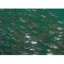 Parapriacanthus ransonneti Steindachner, 1870