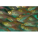 Parapriacanthus ransonneti Steindachner, 1870