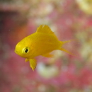 Chromis albicauda Allen et Erdmann, 2009