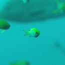 Chromis katoi Iwatsubo et Motomura, 2018