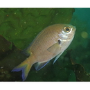 Chromis katoi Iwatsubo et Motomura, 2018