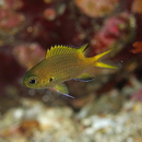 Chromis katoi Iwatsubo et Motomura, 2018