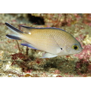Chromis fumea (Tanaka, 1917)