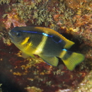 Chrysiptera brownriggii (Bennett, 1828)