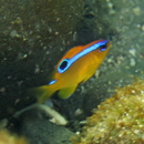 Chrysiptera brownriggii (Bennett, 1828)