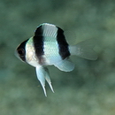 Chrysiptera tricincta (Allen et Randall, 1974)