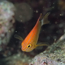 Pomacentrus bankanensis Bleeker, 1853