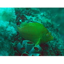 Cirrhitichthys aureus (Temminck et Schlegel, 1843)