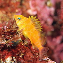 Cirrhitichthys aureus (Temminck et Schlegel, 1843)