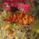 Cirrhitichthys aureus (Temminck et Schlegel, 1843)