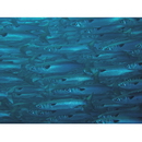 Mugil cephalus cephalus Linnaeus, 1758