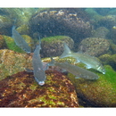 Mugil cephalus cephalus Linnaeus, 1758