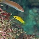 Bodianus bimaculatus Allen, 1973