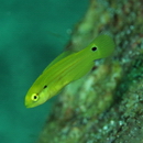 Bodianus bimaculatus Allen, 1973