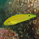 Bodianus bimaculatus Allen, 1973