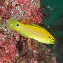 Bodianus bimaculatus Allen, 1973