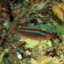 Cirrhilabrus temminckii Bleeker, 1853