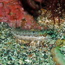 Parapercis kamoharai Schultz, 1966