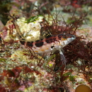 Parapercis snyderi Jordan et Starks, 1905