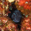 Ecsenius namiyei (Jordan et Evermann, 1902)