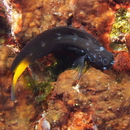 Ecsenius namiyei (Jordan et Evermann, 1902)