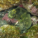 Istiblennius enosimae (Jordan et Snyder, 1902)