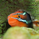 Plagiotremus rhinorhijnchos (Bleeker, 1852)