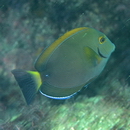 Acanthurus dussumieri Valenciennes, 1835