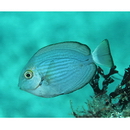 Acanthurus mata (Cuvier, 1829)