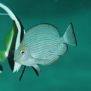 Acanthurus mata (Cuvier, 1829)