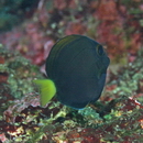 Acanthurus blockii Valenciennes, 1835